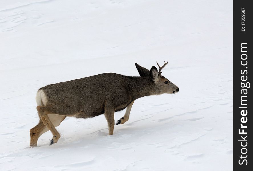 Close up image of forked-horn deer in rut
