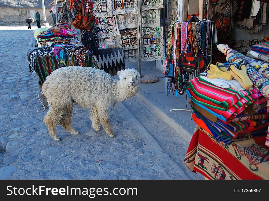 Baby lama near souvenir stand in Peru