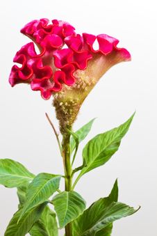Celosia Argentea, Closeup Royalty Free Stock Photo Celosia Argentea, Closeup Royalty Free Stock Photo