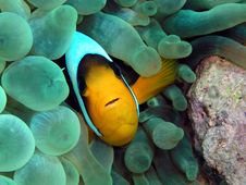Fish Royalty Free Stock Images Fish Royalty Free Stock Images