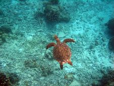Sea Turtle Stock Photography Sea Turtle Stock Photography