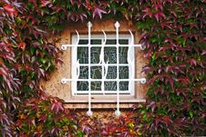 Window In A Wall Perfectly Covered By Boston Ivy Royalty Free Stock Photos Window In A Wall Perfectly Covered By Boston Ivy Royalty Free Stock Photos