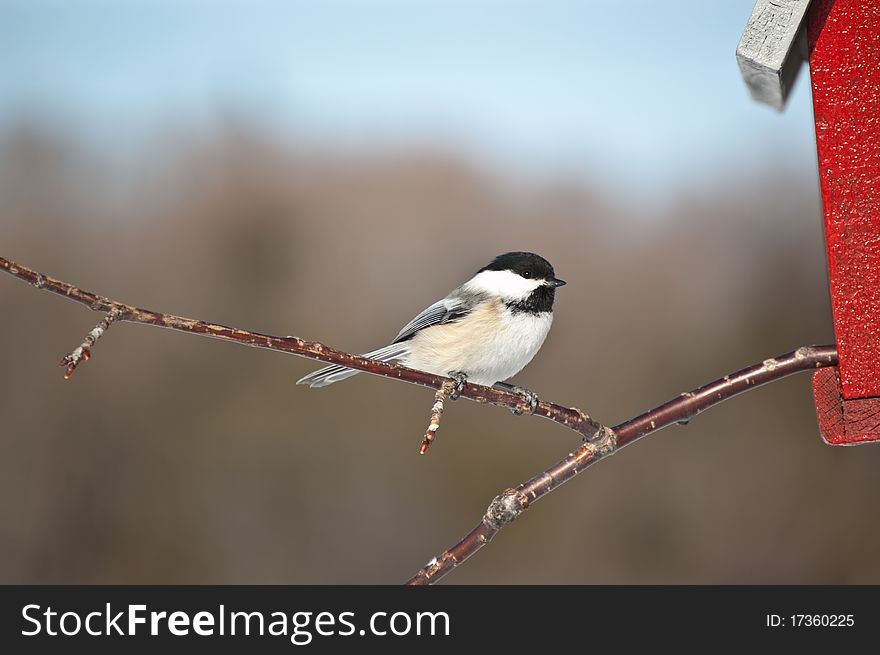 A Black-capped Chickadee (Poecile atricapillus) perches on a branch sticking out of a birdhouse. A Black-capped Chickadee (Poecile atricapillus) perches on a branch sticking out of a birdhouse.