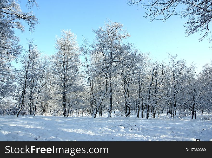Winter white forest with blue sky. Winter white forest with blue sky