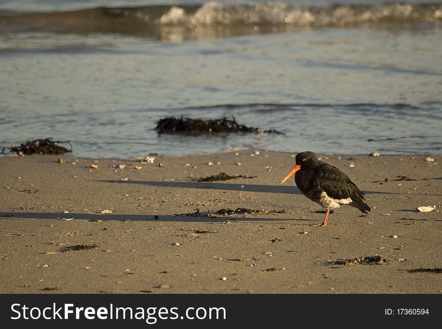 Oyster Catcher on Beach