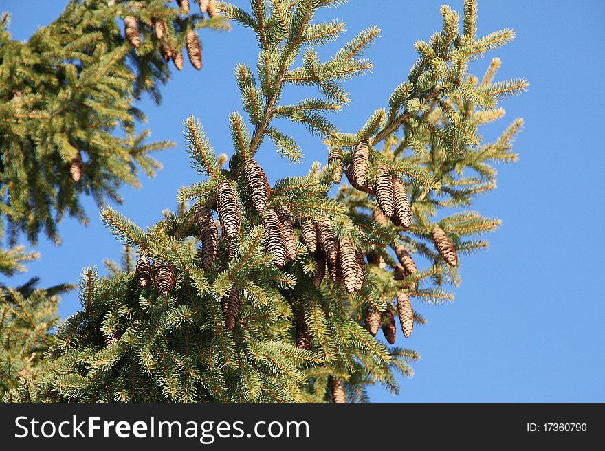 Tree from high alp green nature blu sky