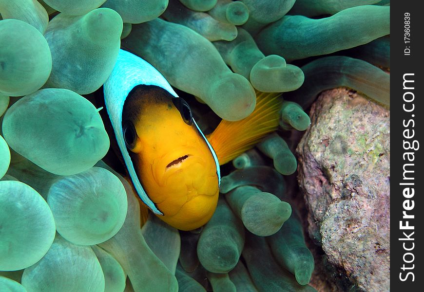 Nature sea red sea fish clown fish details object background