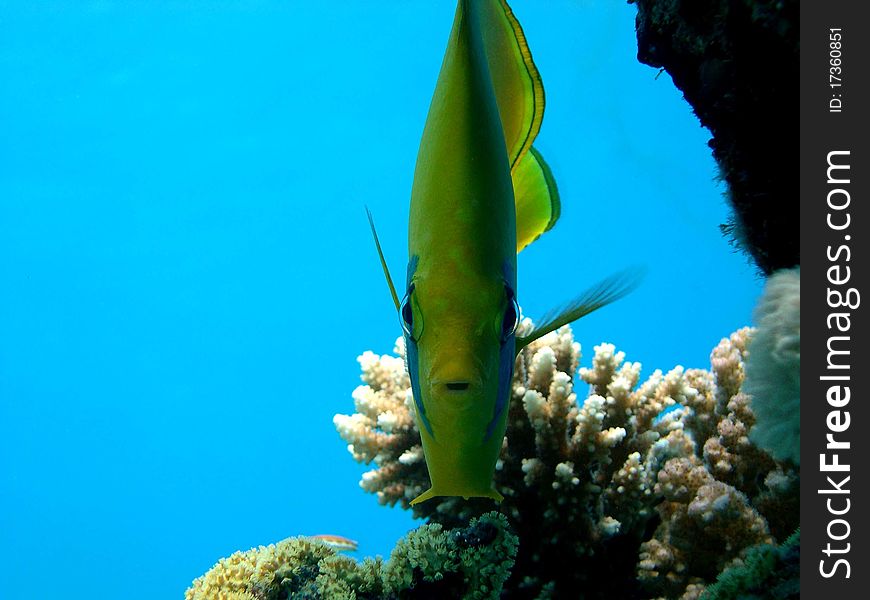 Nature sea red sea fish yellow fish details object background