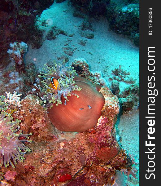 Nature sea red sea fish clown fish details object background