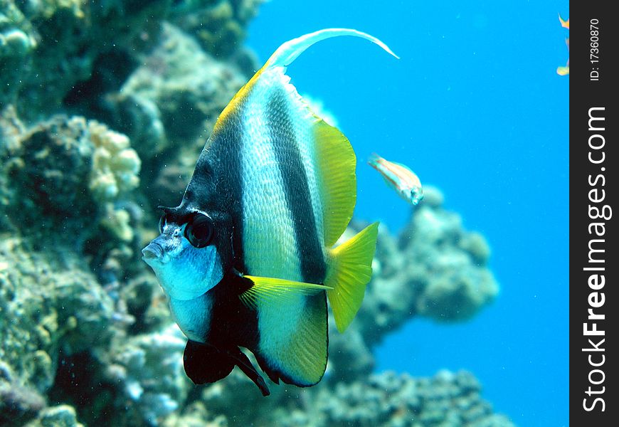 Nature sea red sea fish yellow fish details object background