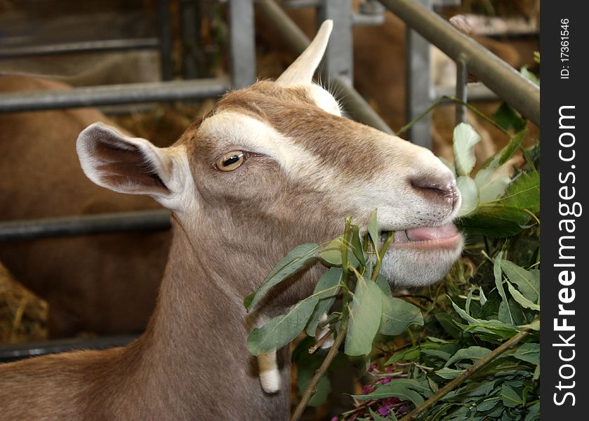 A Goat in a Pen Chewing the Plant Goat Willow. A Goat in a Pen Chewing the Plant Goat Willow.