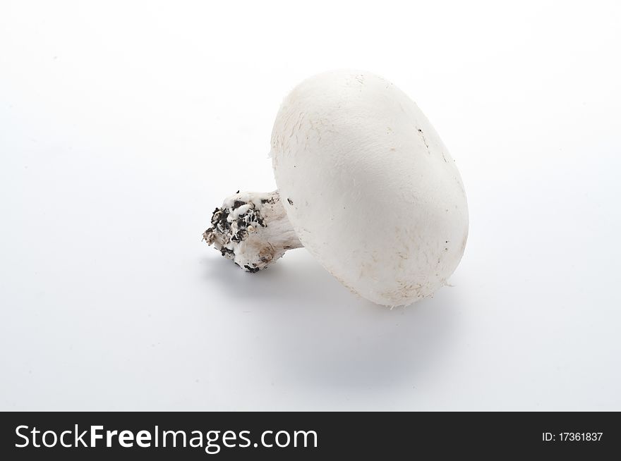 Mushroom in a white background