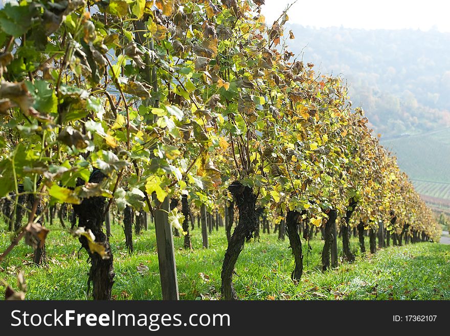 Colored Swabian vineyard in autumn after the vintage. Colored Swabian vineyard in autumn after the vintage