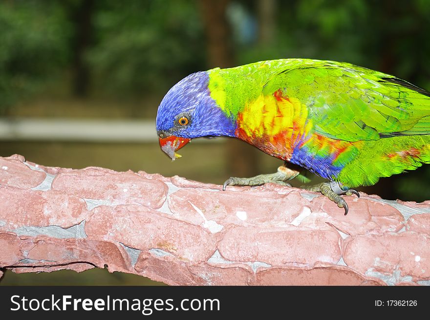 A colourful parrot stand on a branches