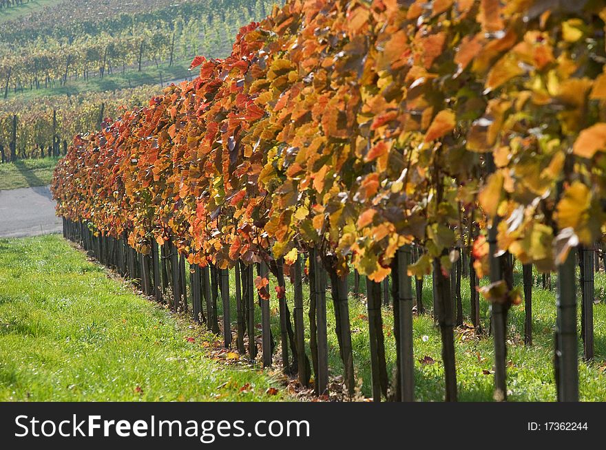 Colored Swabian vineyard in autumn after the vintage. Colored Swabian vineyard in autumn after the vintage