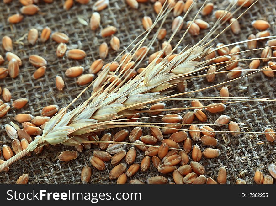 Mature ear of wheat grain. Mature ear of wheat grain