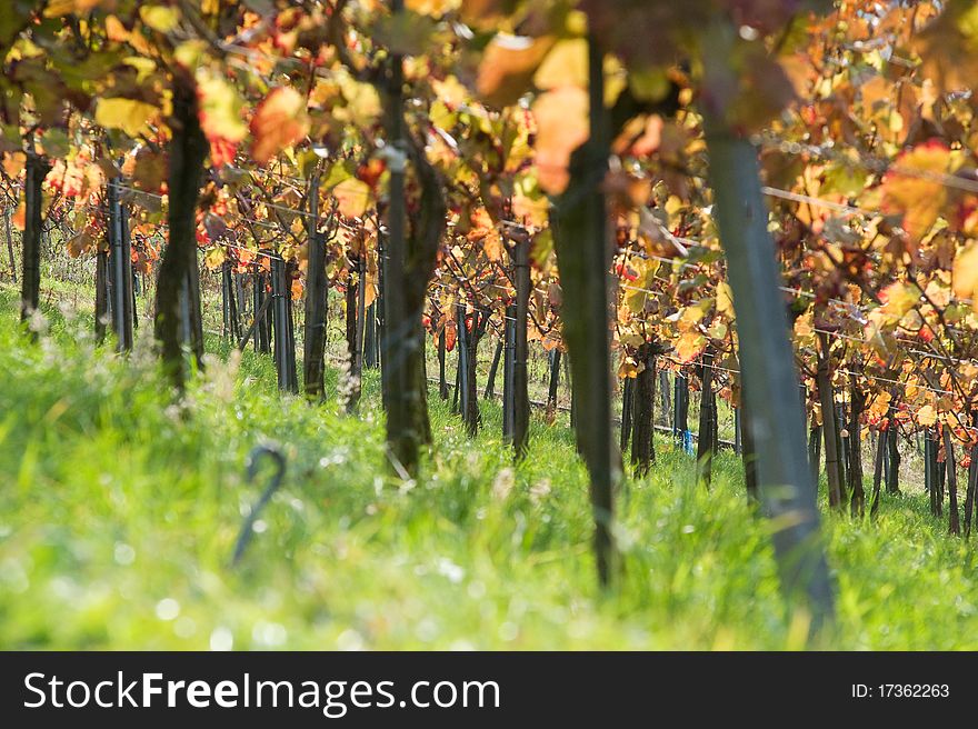 Colored Swabian vineyard in autumn after the vintage