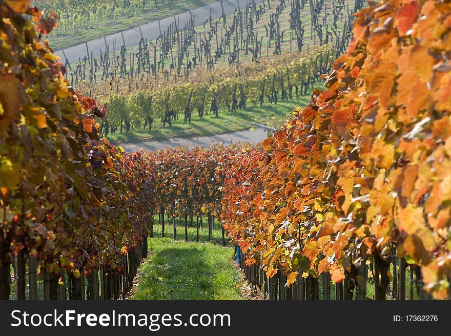 Colored Swabian vineyard in autumn after the vintage