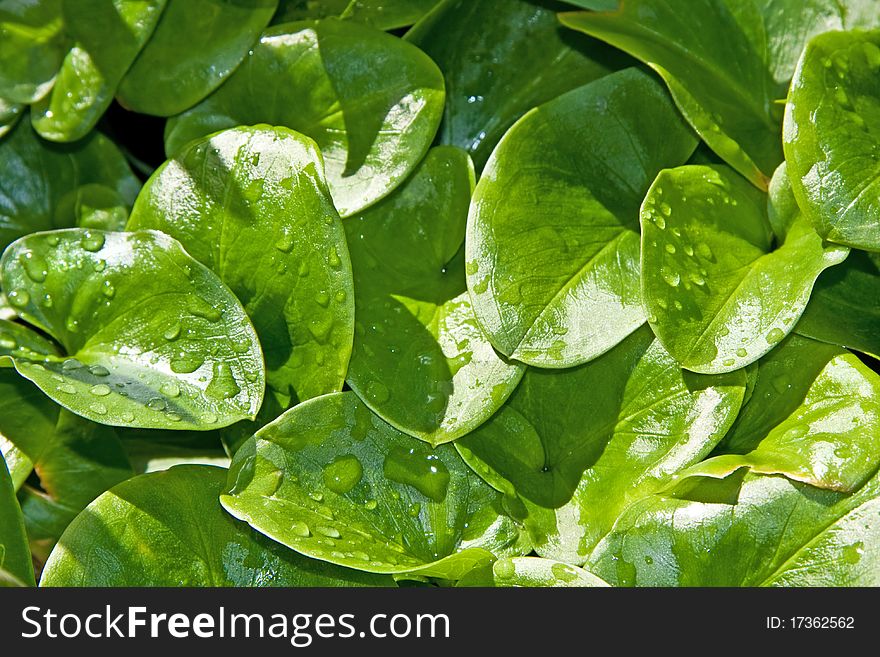 Set Of Green Leaves With Drops