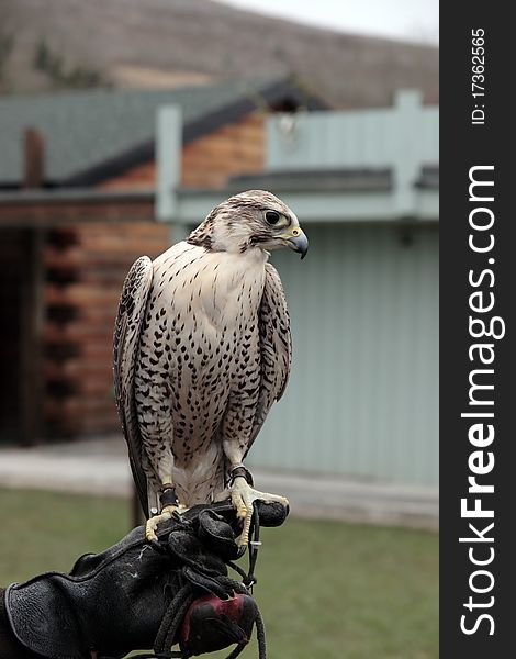 Falcon perched on gloved hand