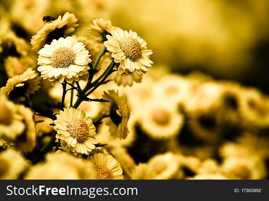 Colsed Up Chrysanthemum With Butterfly