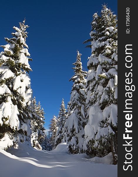 Pines after a winter snowfall. Pines after a winter snowfall