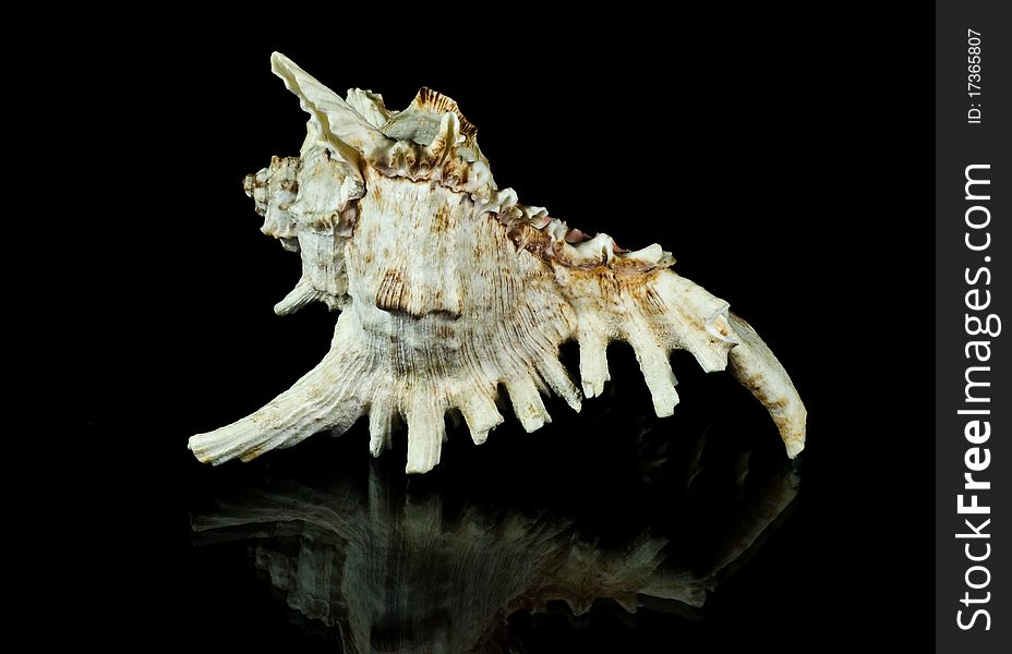 Closeup of a seashell on black bacground with reflections.