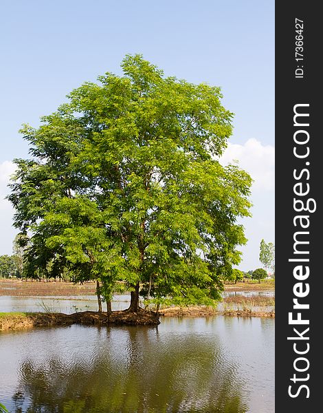 A classically shaped tree in full leaf on a simple clutter free background