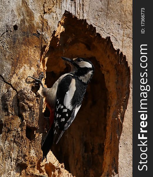 Great spotted woodpecker on a rotten, hollowed beech- tree trunk. Great spotted woodpecker on a rotten, hollowed beech- tree trunk