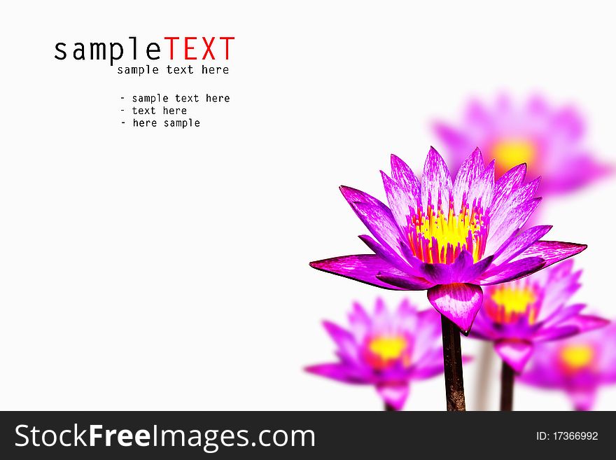 Pink water lily isolated on white blackground