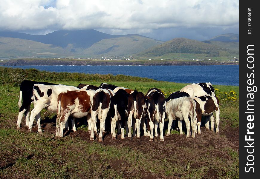 Cows at a meadow