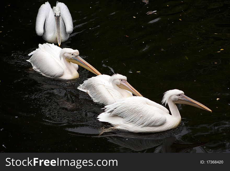 Pelicans swimming in an inland lake. Pelicans swimming in an inland lake