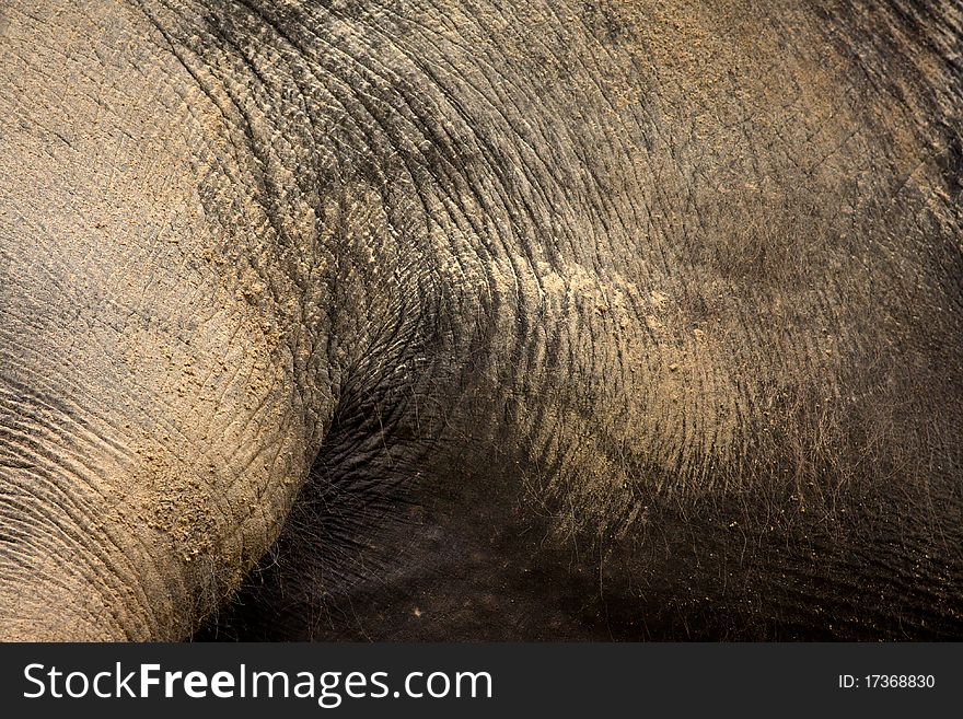 Elephant skin usable as backgorund