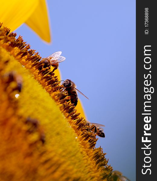 Bees On Sunflower