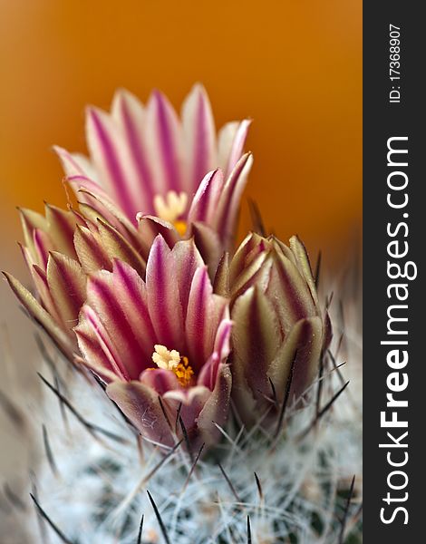 Cactus in bloom with small depth of field