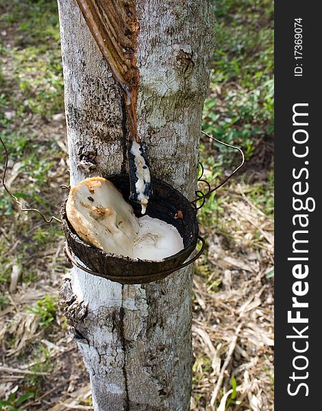 Harvesting of sap from a rubber tree for latex production. Harvesting of sap from a rubber tree for latex production