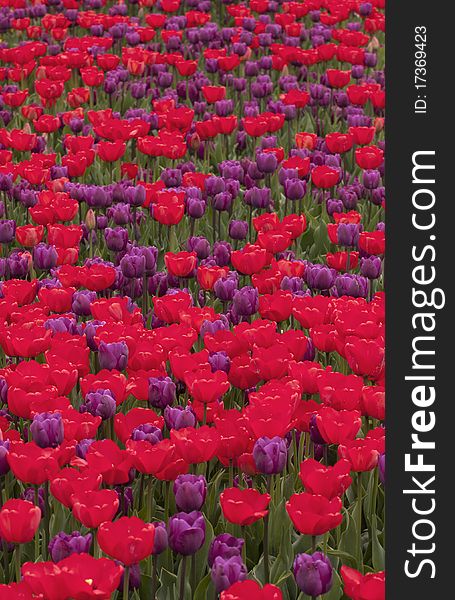 Flower bed of red and purple tulips.