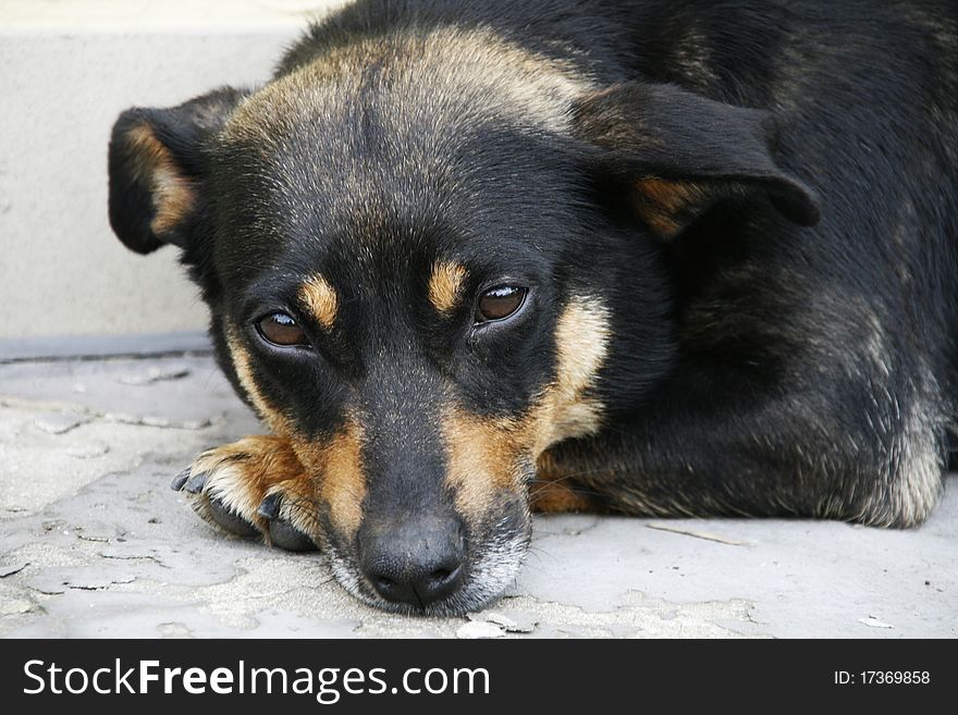 Cute black doggy - outdoor picture