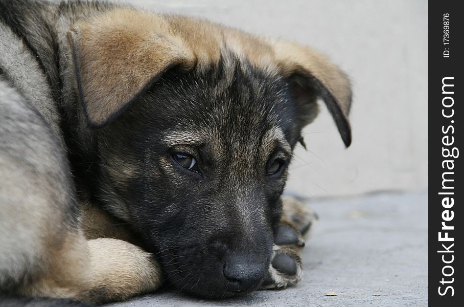 Cute puppy lying on the ground - outdoor picture