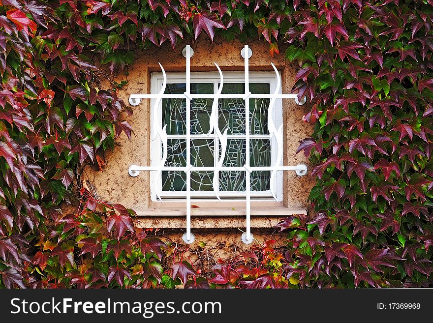 Stained-glass window in a wall perfectly covered by colorful Boston ivy leaves. Stained-glass window in a wall perfectly covered by colorful Boston ivy leaves