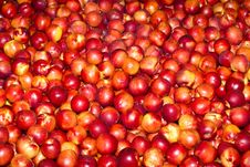 Red Nectarines Royalty Free Stock Photo Red Nectarines Royalty Free Stock Photo