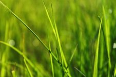 Green Grass Stock Photo Green Grass Stock Photo