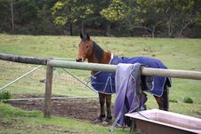 Horse With Winter Rug Stock Photos Horse With Winter Rug Stock Photos