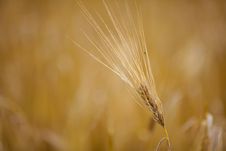 Wheat Stock Photography Wheat Stock Photography