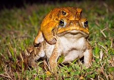 Two Cane Toads (Bufo Marinus) Mating Royalty Free Stock Images