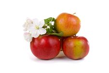 Ripe Red Apples And Apple-tree Blossoms Royalty Free Stock Photo