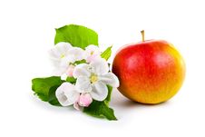 Ripe Red Apple And Apple-tree Blossoms Royalty Free Stock Photo