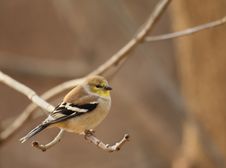 American Goldfinch, Carduelis Tristis Royalty Free Stock Photos