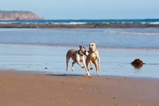 Two Whippets Running On The Beach Royalty Free Stock Images Two Whippets Running On The Beach Royalty Free Stock Images