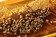 Bees At Home Stock Image Bees At Home Stock Image
